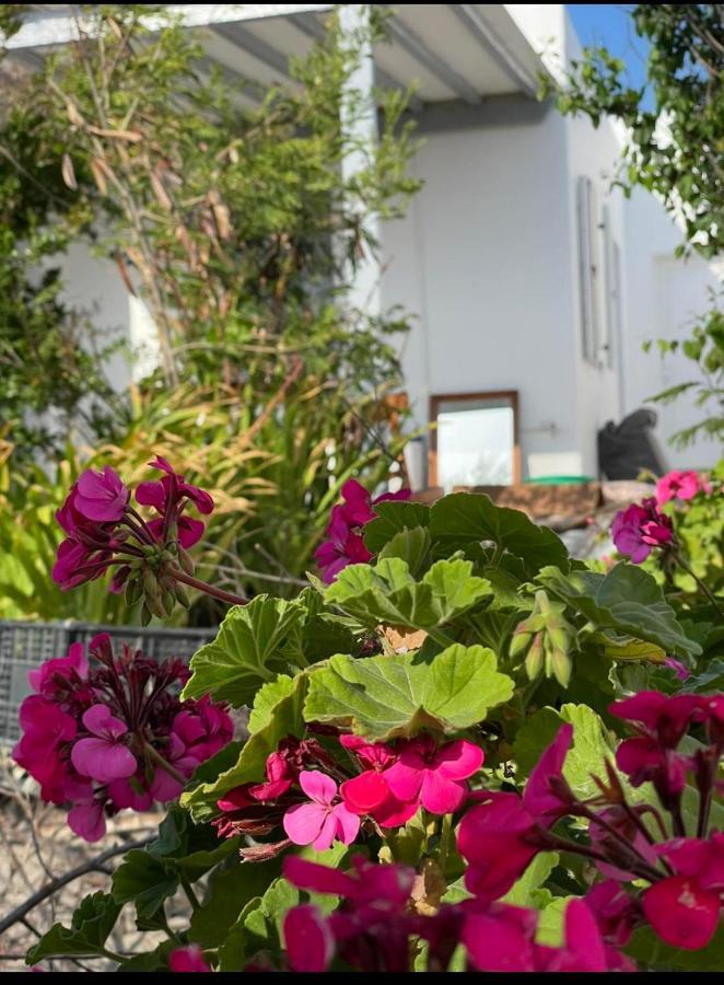Apartament Alesta Mykonos Town Zewnętrze zdjęcie